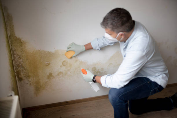 Best Attic Mold Removal  in Dorr, MI